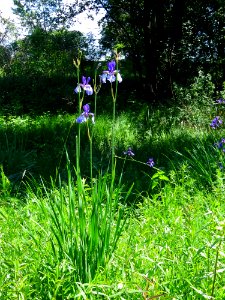 Iris sibirica Bobrovnya5