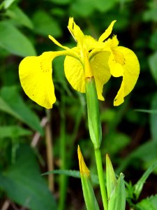 Iris pseudacorus Krivets1