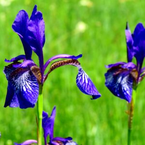 Iris sibirica Bobrovnya1