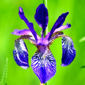 Iris sibirica Bobrovnya4