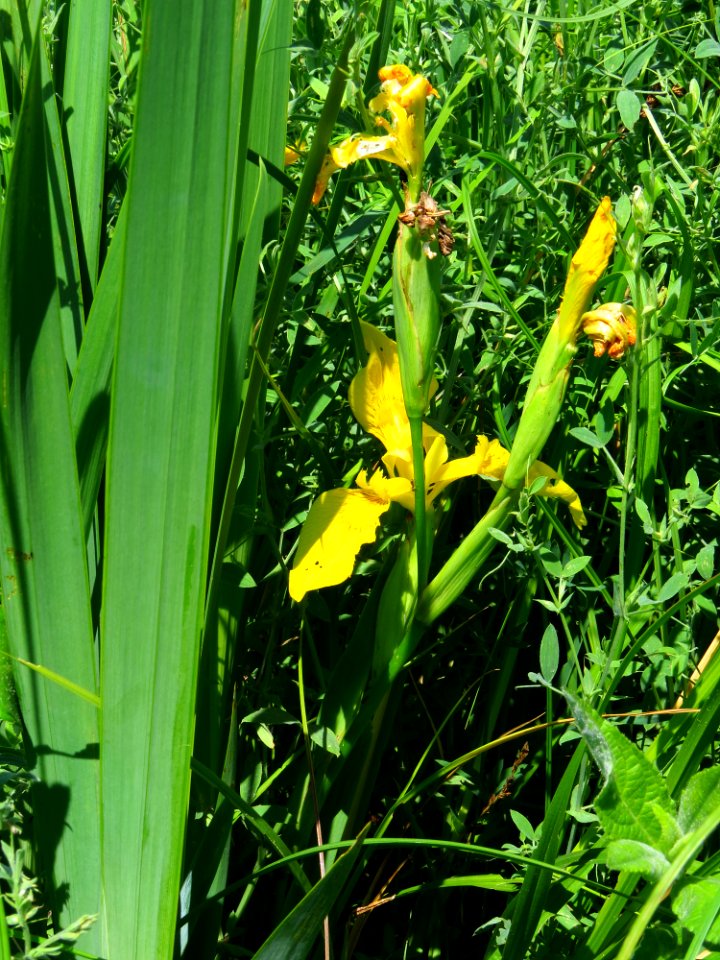 Iris pseudacorus Muromets2