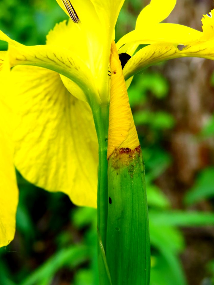 Iris pseudacorus Krivets3
