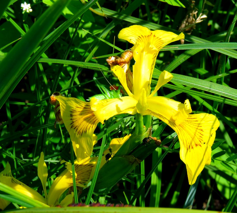 Iris pseudacorus Muromets1