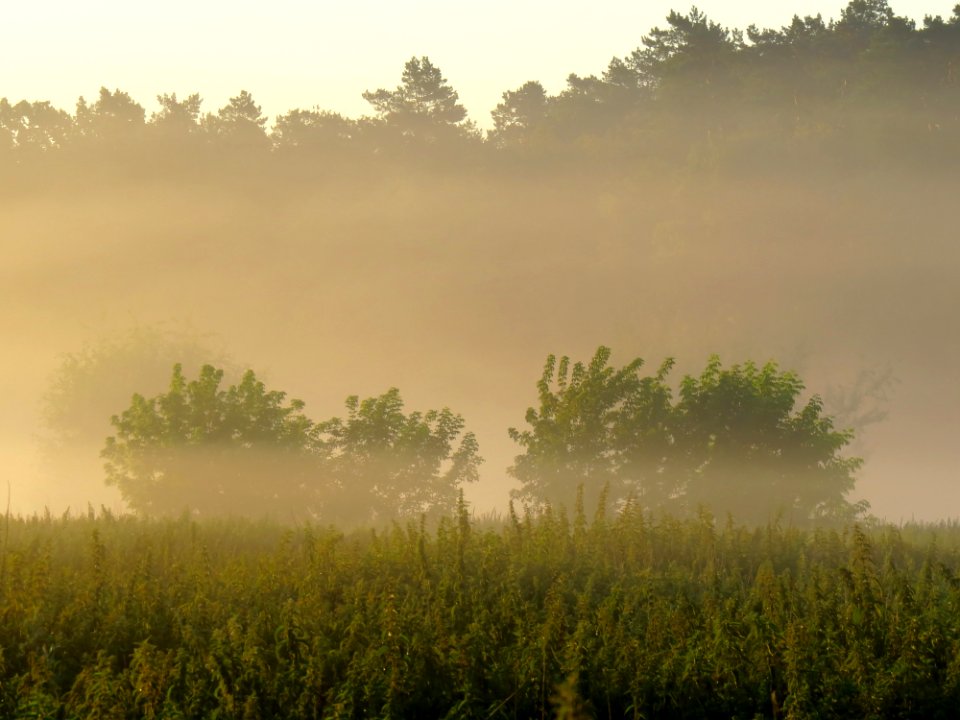 Irpin floodplain4