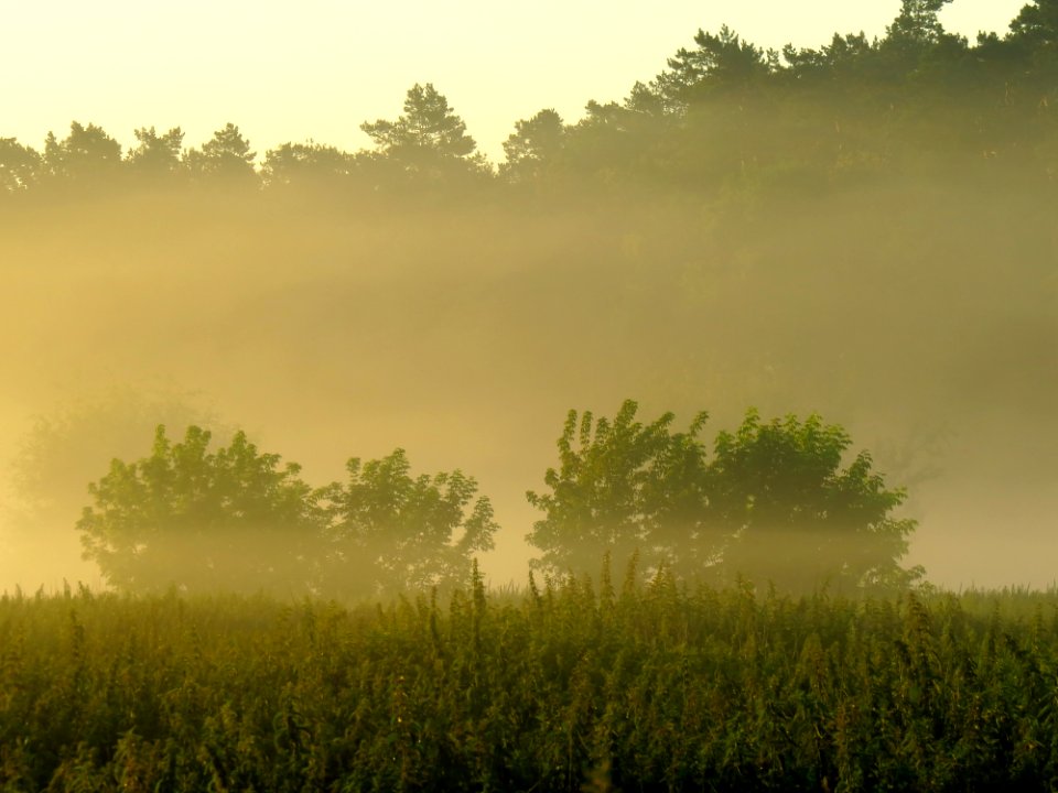 Irpin floodplain5