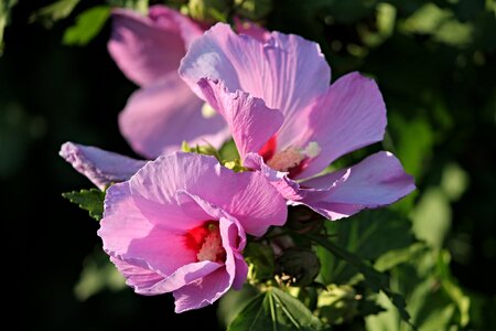 Blossom bloom flower