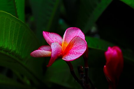 Beautiful plumeria flower photo