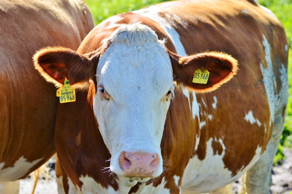 Cattle livestock paarhufer