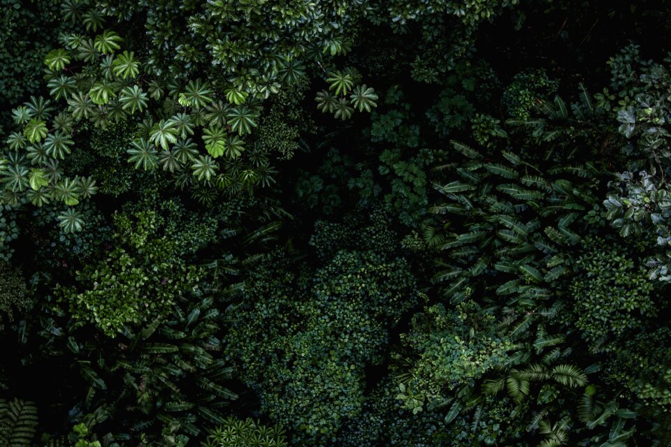 Nature outdoor forest