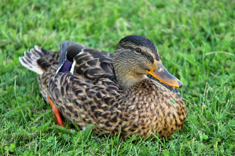 Water bird duck bird bird