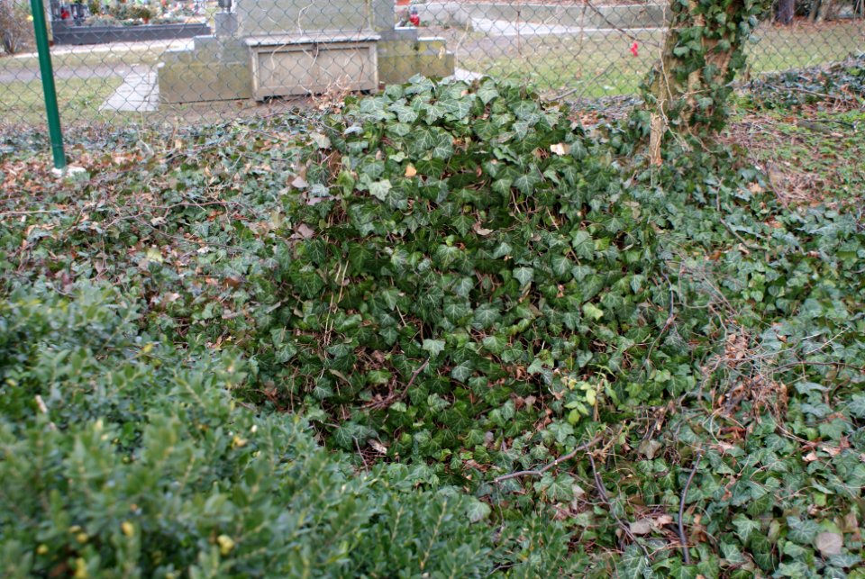 Jewish cemetery in Holice 16