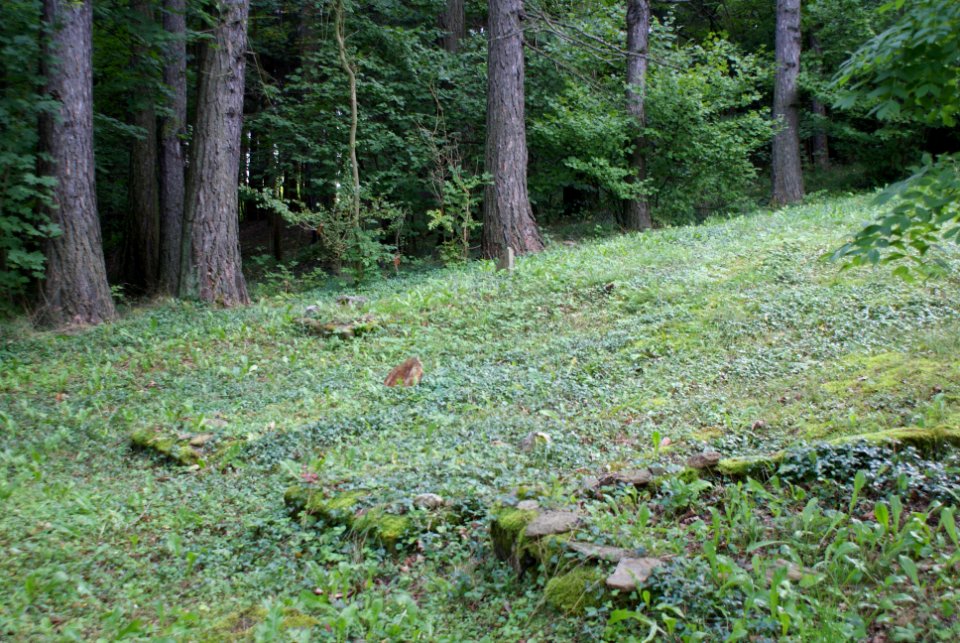 Jewish cemetery in Hartmanice 05