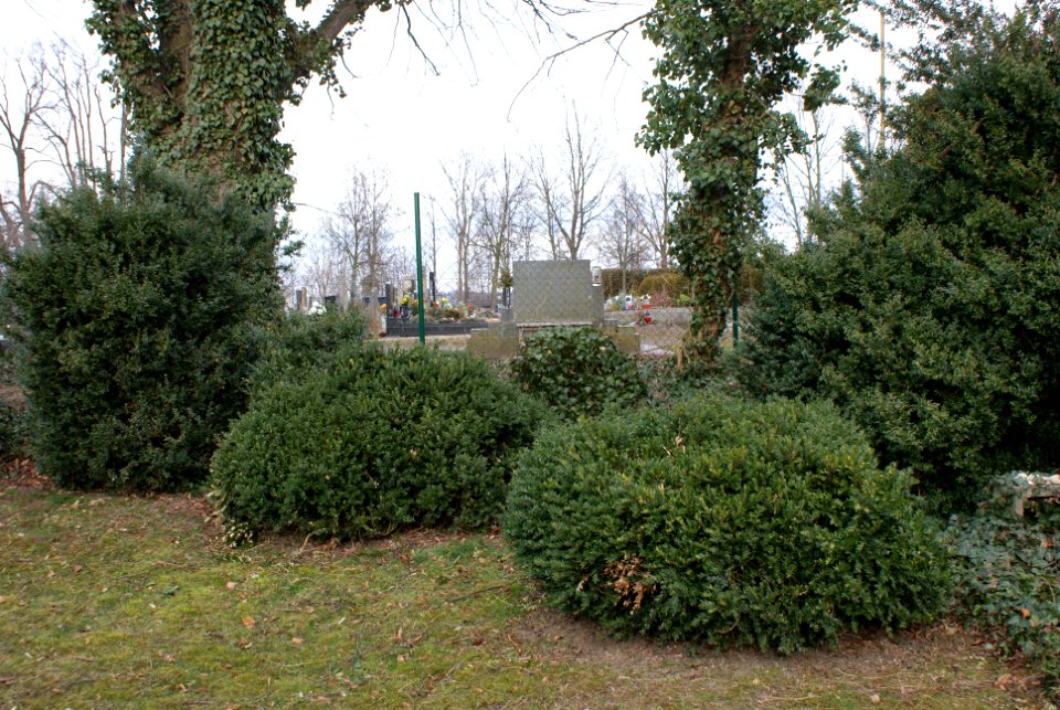 Jewish cemetery in Holice 17