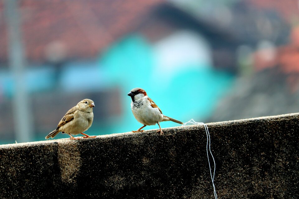 Male birds wall