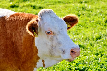 Cattle livestock paarhufer