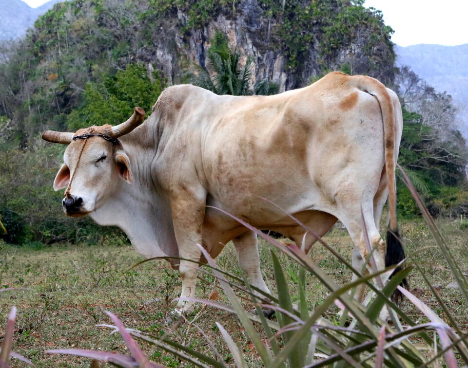 Nature animal agriculture