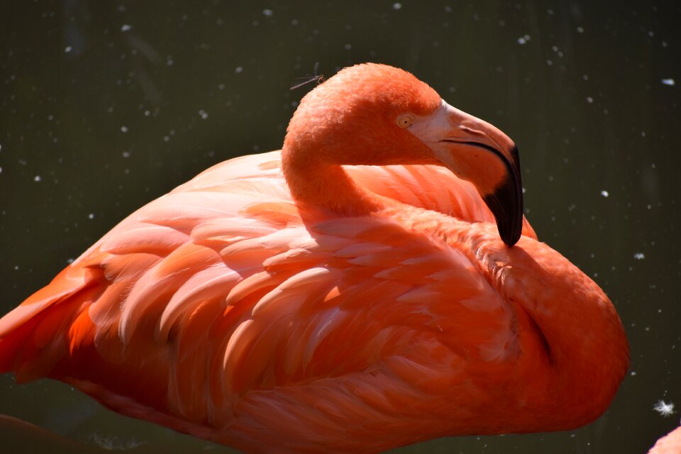 Pink birds pink flamingo