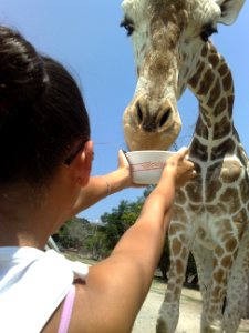 Jirafa comiendo de un plato en el Zoofari, Cuernavaca, Morelos photo