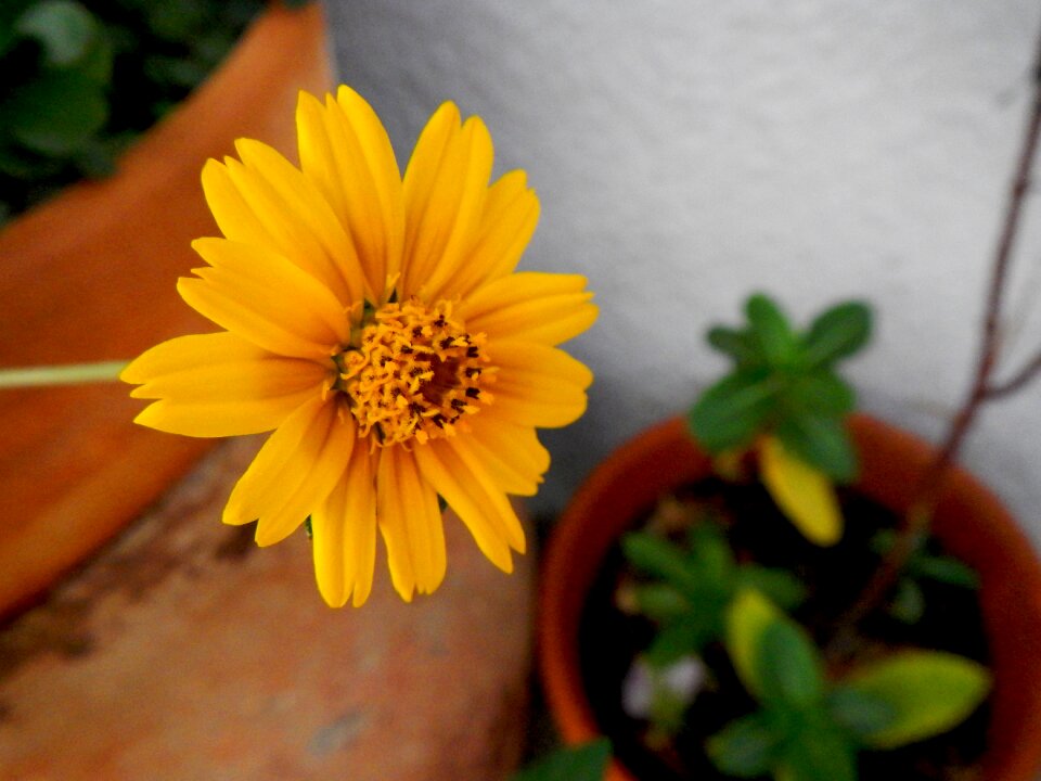 Wild petals nature