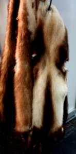Jagd & Hund, 2020, Pelz (073)