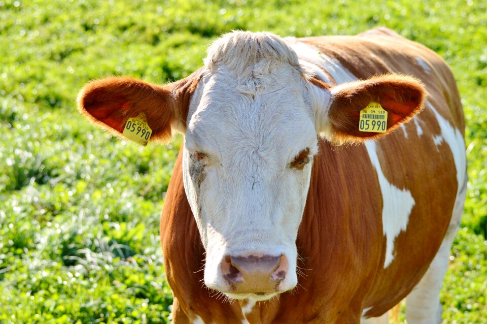 Cattle livestock paarhufer