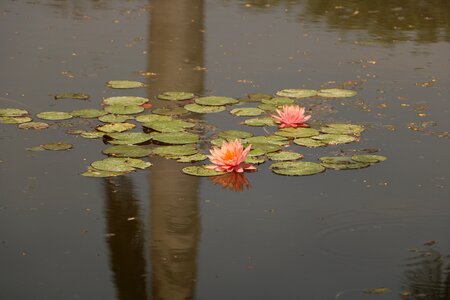 Lake lotus lily photo