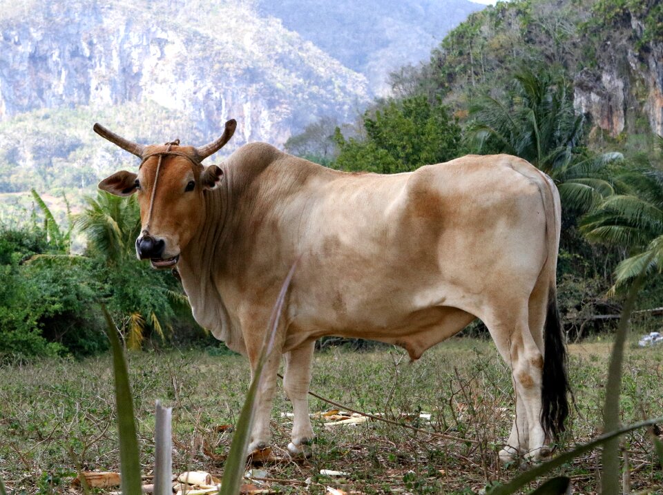 Pasture mountains beef
