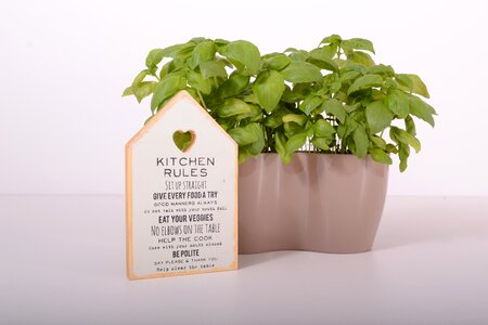 Grow gardening pot photo