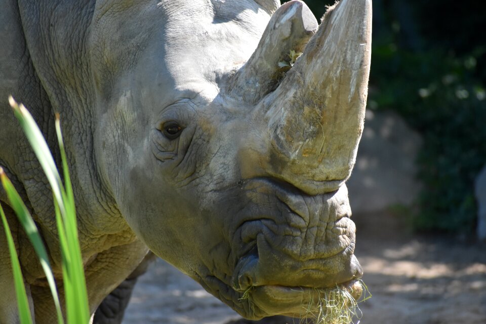 Zoo animal wild