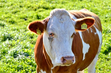 Cattle livestock paarhufer
