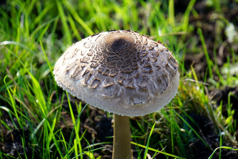 Mushroom nature meadow