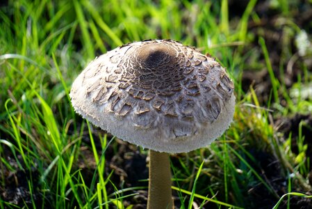 Mushroom nature meadow