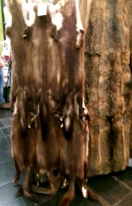 Jagd & Hund, 2020, Pelz (200)