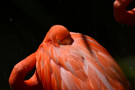Pink birds pink flamingo photo