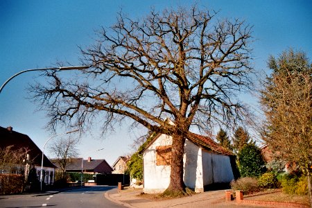 Hopsten Eiche Gustav Lampe Strasse 2