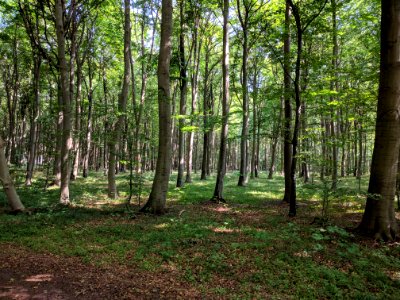 HolmeskovDyrehave