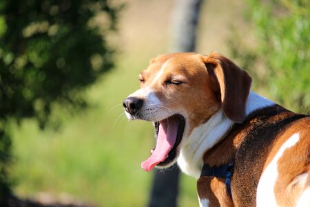 Tired love dog photo