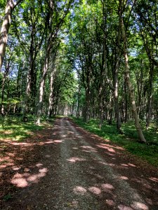 HolmeskovDyrehavePath