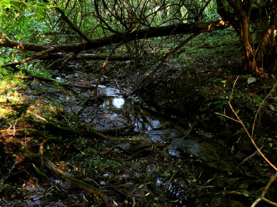Holosiiv stream1