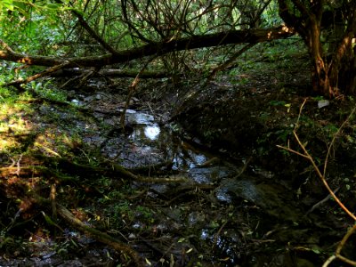Holosiiv stream1