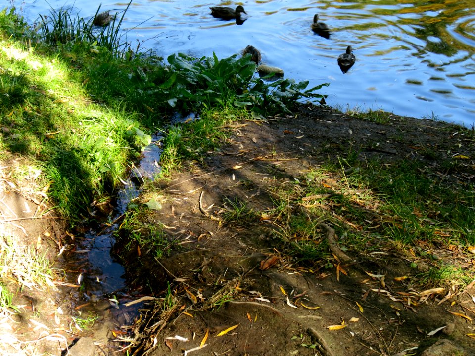 Holosiiv square pond1