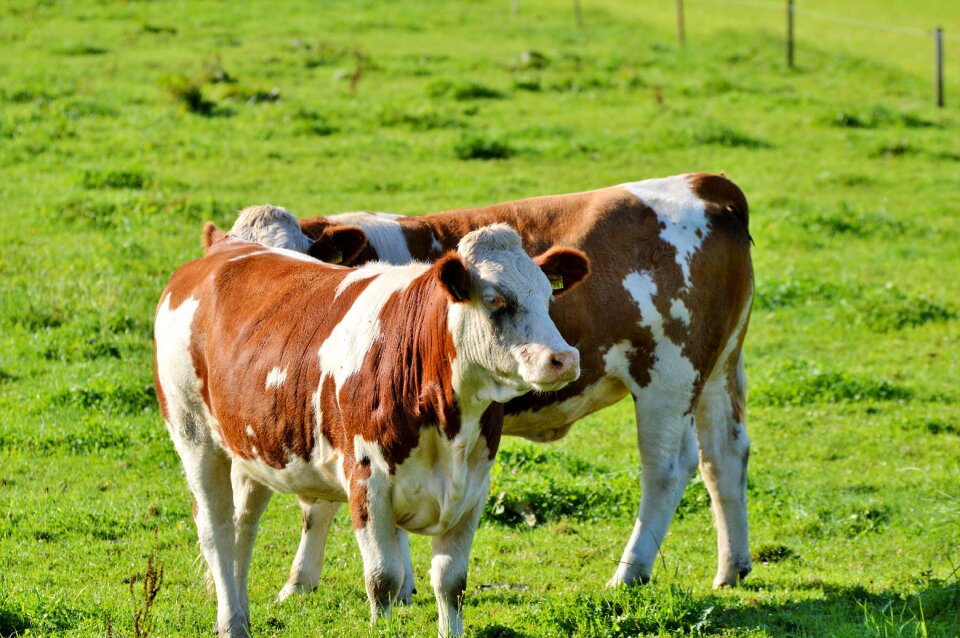 Cattle livestock paarhufer