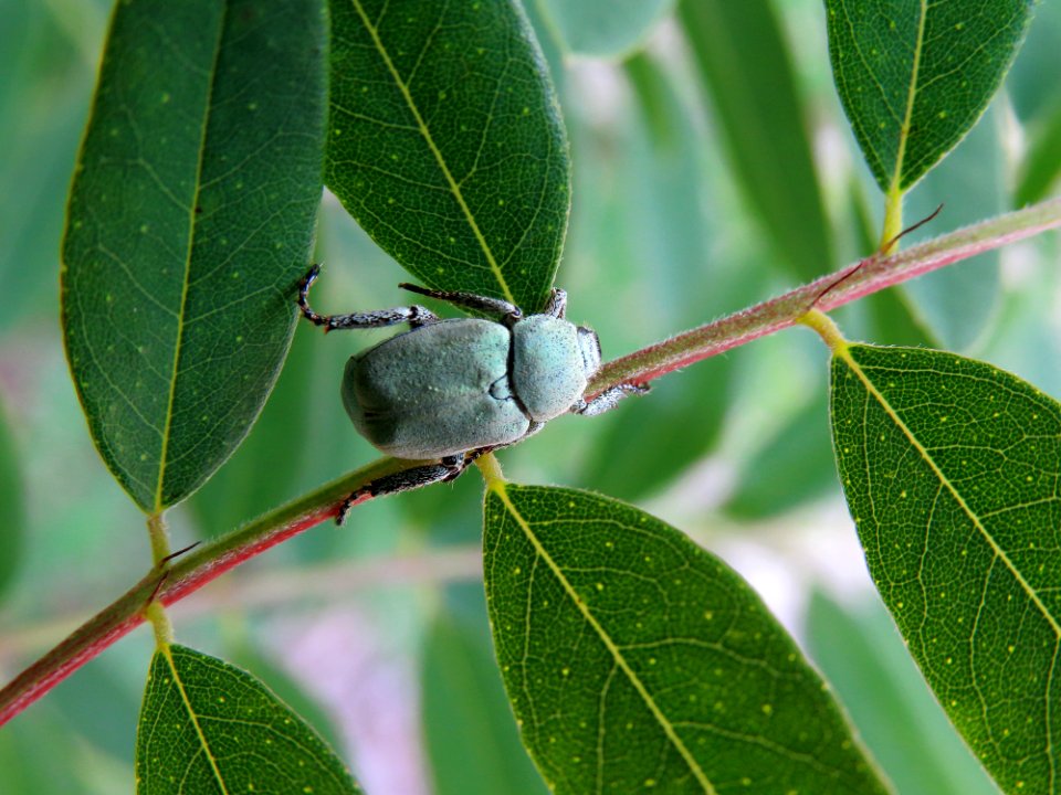 Hoplia parvula Kiev2