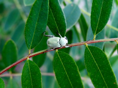 Hoplia parvula Kiev1