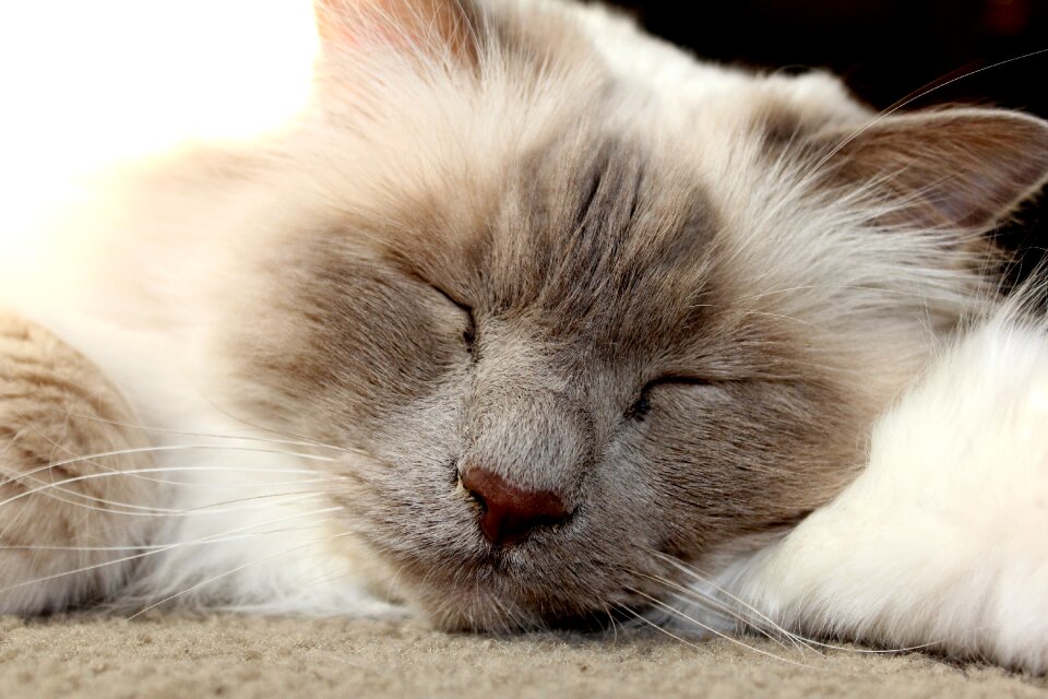 Animal domestic cute