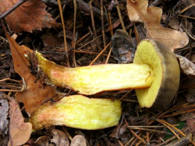 Hortiboletus rubellus Kiev 3