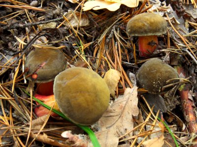 Hortiboletus rubellus Kiev 1