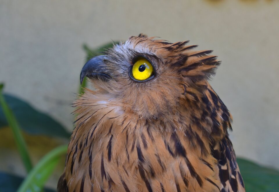 Raptor nature beak photo