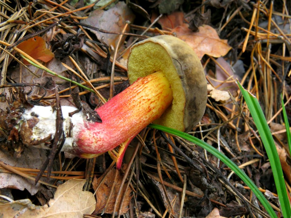 Hortiboletus rubellus Kiev 2