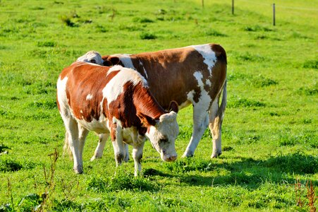 Cattle livestock paarhufer